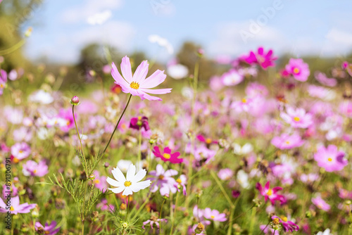 A beautiful close up of flowers Beautiful blur background