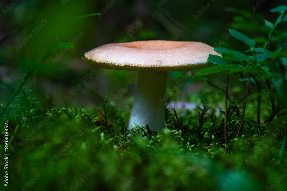 Bloody Brittlegill Mushroom Growing in Summer. Picking, Hiking, Walking, Eating, Food, Relax, Nature, Forest Bloody Brittlegill Mushroom Growing in Summer. Picking, Hiking, Walking, Eating, Food, Relax, Nature, Forest