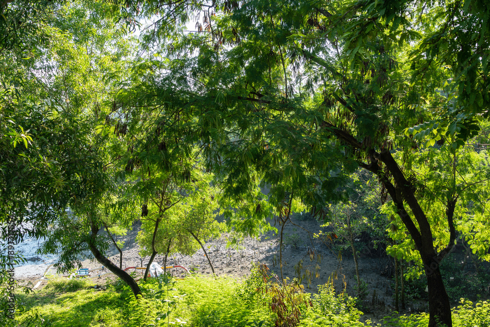 Beautiful Tropical Mangrove Forest in Serangan Island, Bali Beautiful Tropical Mangrove Forest in Serangan Island, Bali