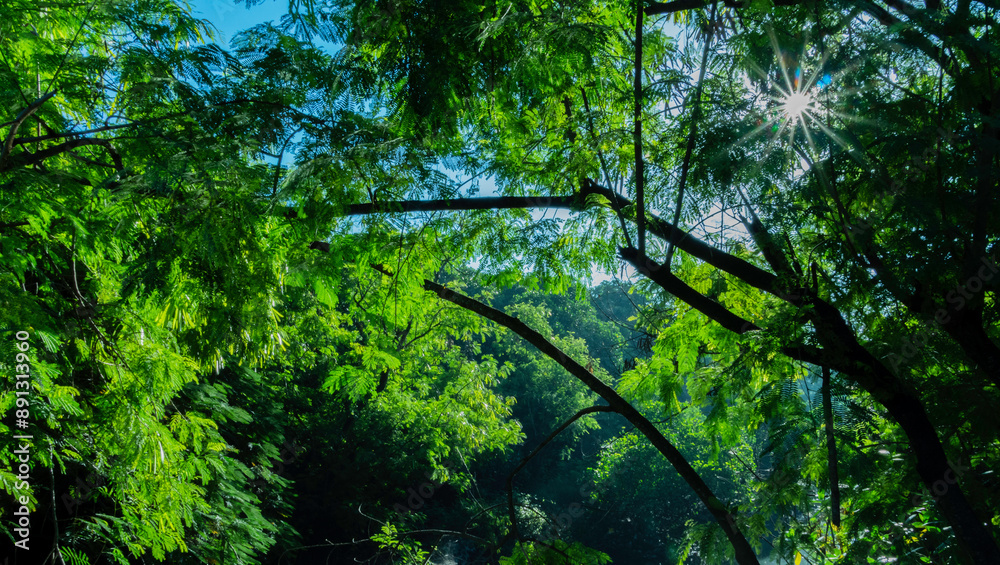 Fototapeta premium Beautiful Tropical Mangrove Forest in Serangan Island, Bali