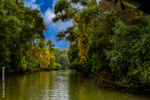 lake in the forest