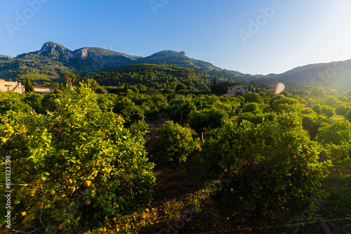 vineyard in autumn