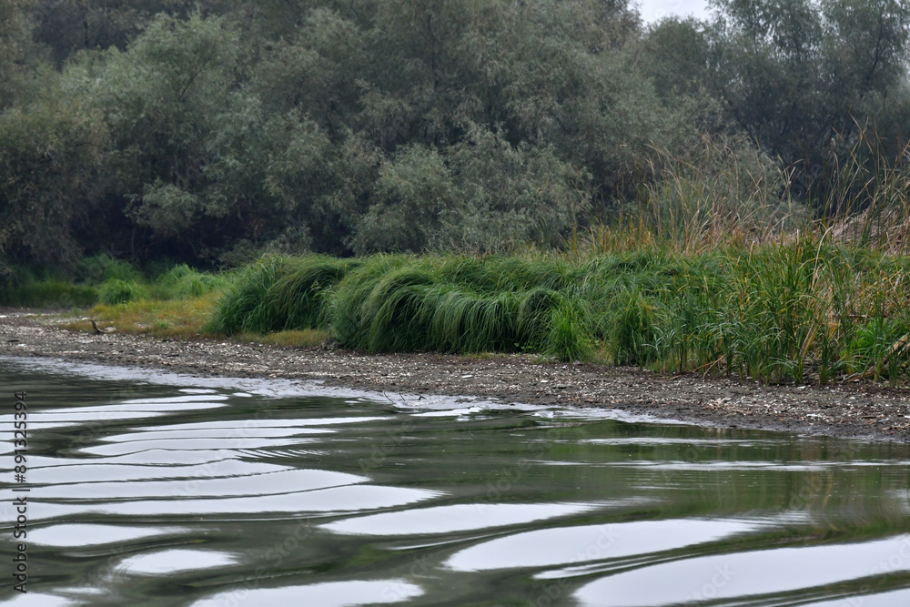 Fototapeta premium river in the forest