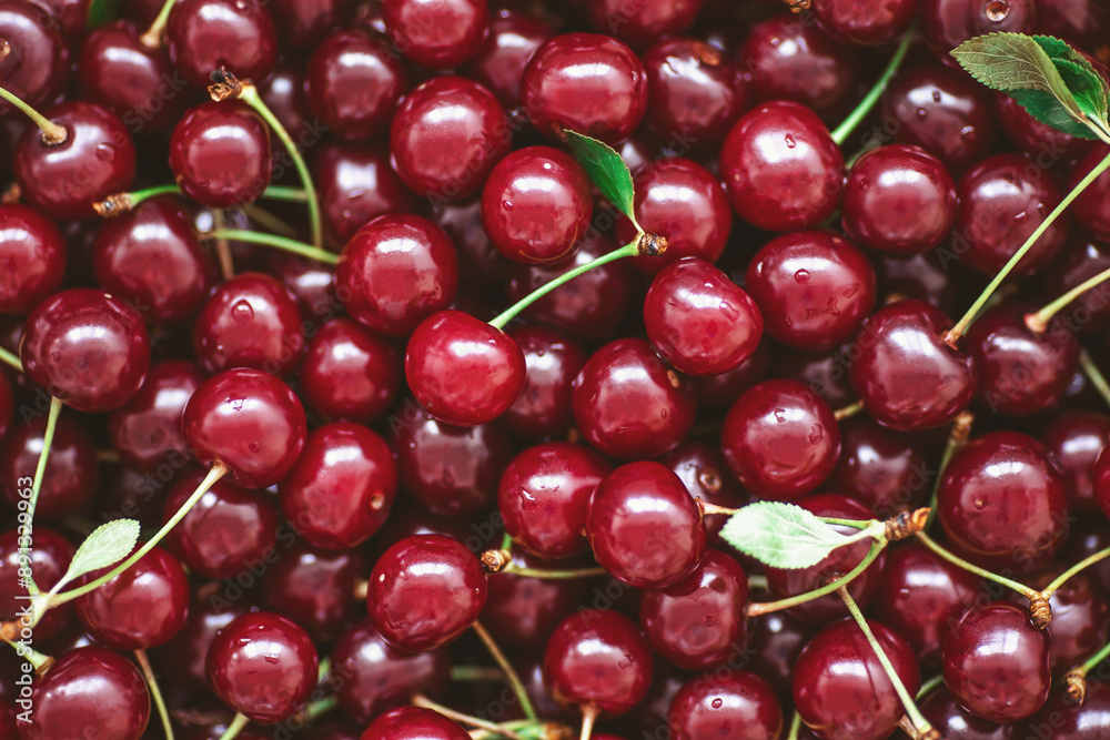 background of freshly picked, fragrant, ripe sweet cherries. Top view of cherry fruits. Close up of ripe organic cherries background and texture. background of freshly picked, fragrant, ripe sweet cherries. Top view of cherry fruits. Close up of ripe organic cherries background and texture.