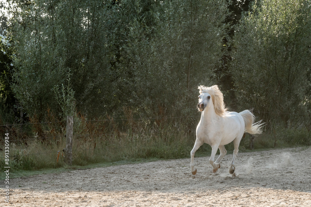 little cute white welsh mountain pony horse gallop with beautiful sunlight little cute white welsh mountain pony horse gallop with beautiful sunlight