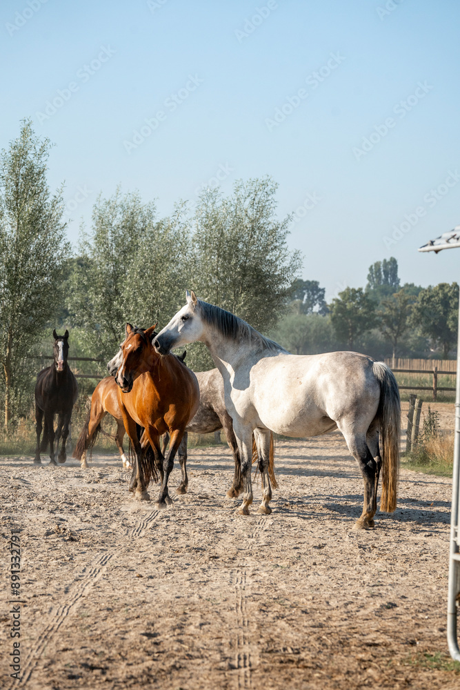 Group herd of horses action gallop run horse paddock Group herd of horses action gallop run horse paddock