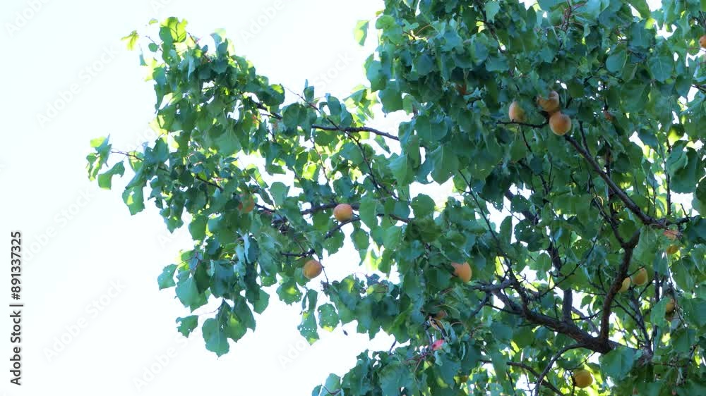 Apricot fruits on a tree in the garden. Fruit growing. Apricot fruits on a tree in the garden. Fruit growing.