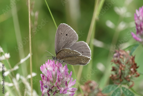 Ringlet butterfly (Aphantopus hyperantus) photo