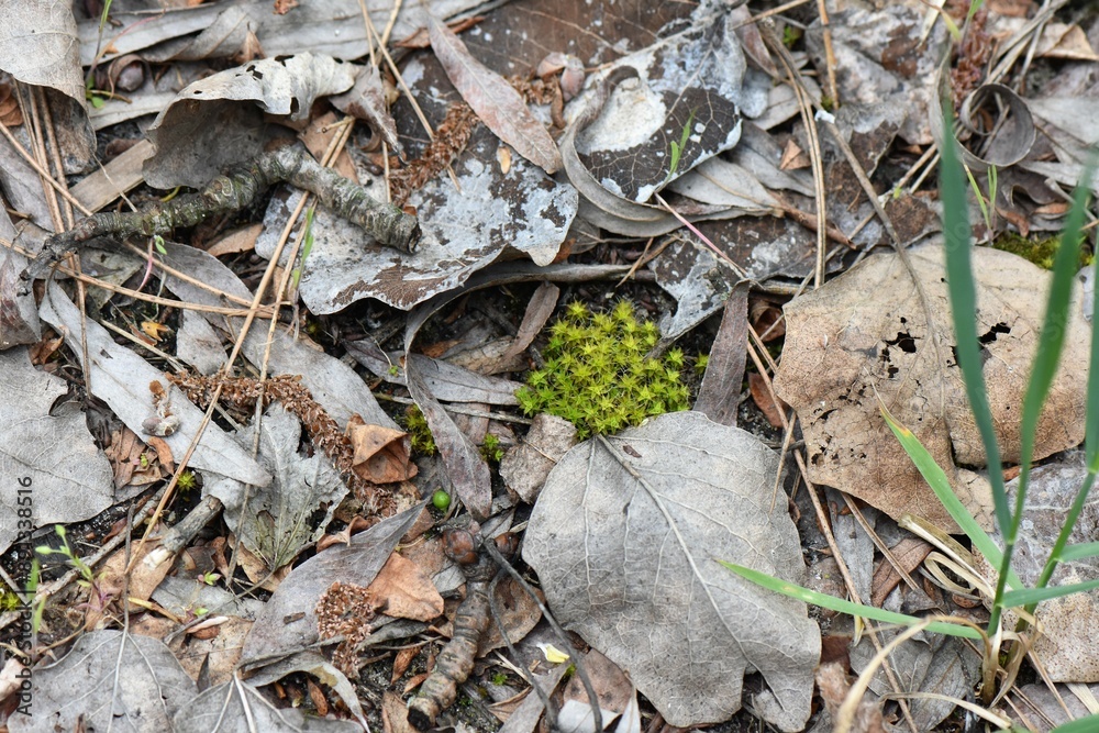 Green moss growing among dry leaves on the ground in the forest Green moss growing among dry leaves on the ground in the forest