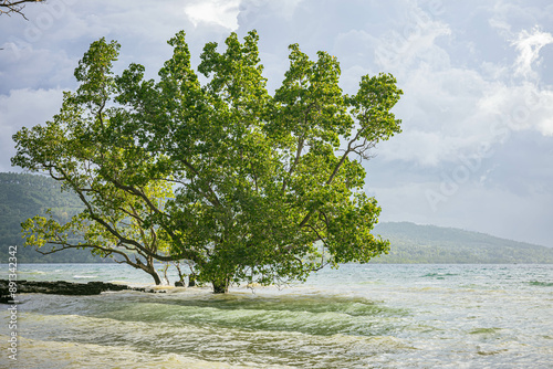 a tree happily growing by the beach
