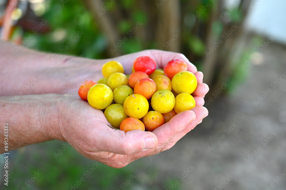 Ripe organic plums in a hands of a woman, healthy food and fruit concept Ripe organic plums in a hands of a woman, healthy food and fruit concept