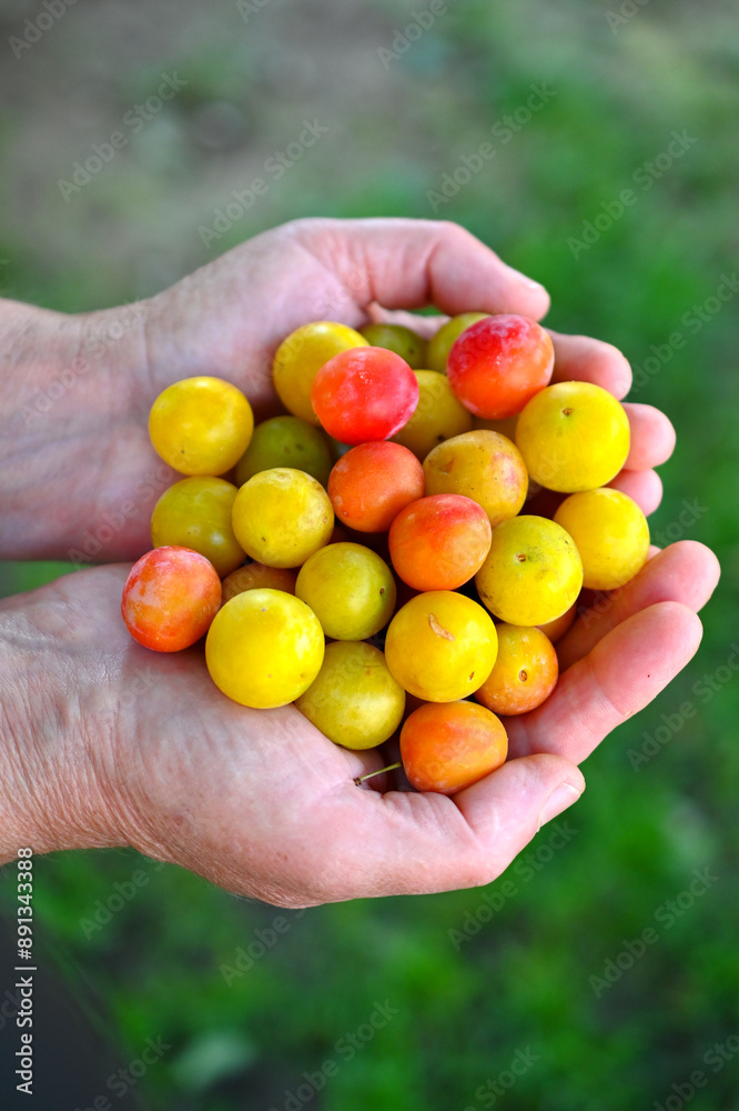 Ripe organic plums in a hands of a woman, healthy food and fruit concept. Ripe organic plums in a hands of a woman, healthy food and fruit concept.