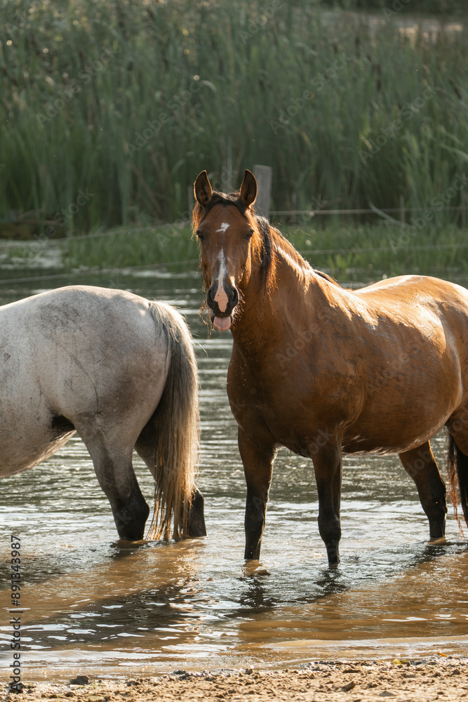 Fototapeta premium horses in paddock paradise natural habitat environment living their best life 