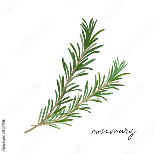 Vector organic rosemary isolated on white background.
