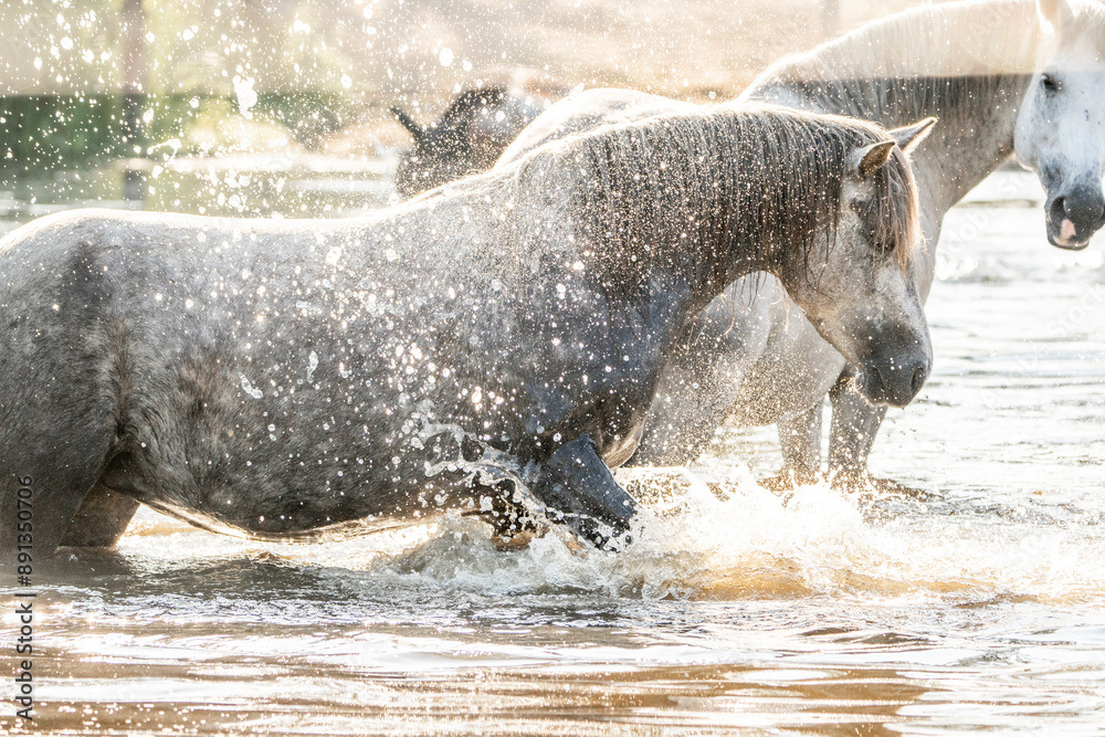 Fototapeta premium horses in paddock paradise natural habitat environment living their best life 
