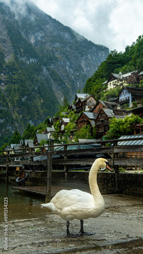 swan on the lake photo