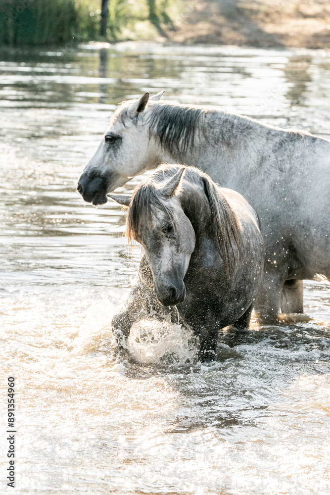 Naklejka premium Horse horses having fun in water splash plashes pool lake paddock paradise