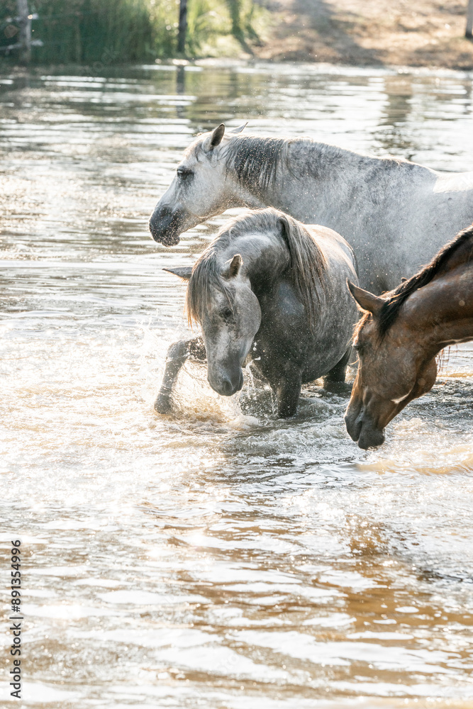 Naklejka premium Horse horses having fun in water splash plashes pool lake paddock paradise