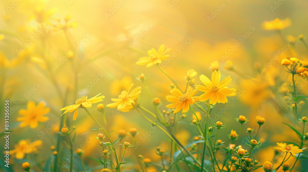 Fototapeta premium A beautiful nature background with a blurred yellow summer theme.