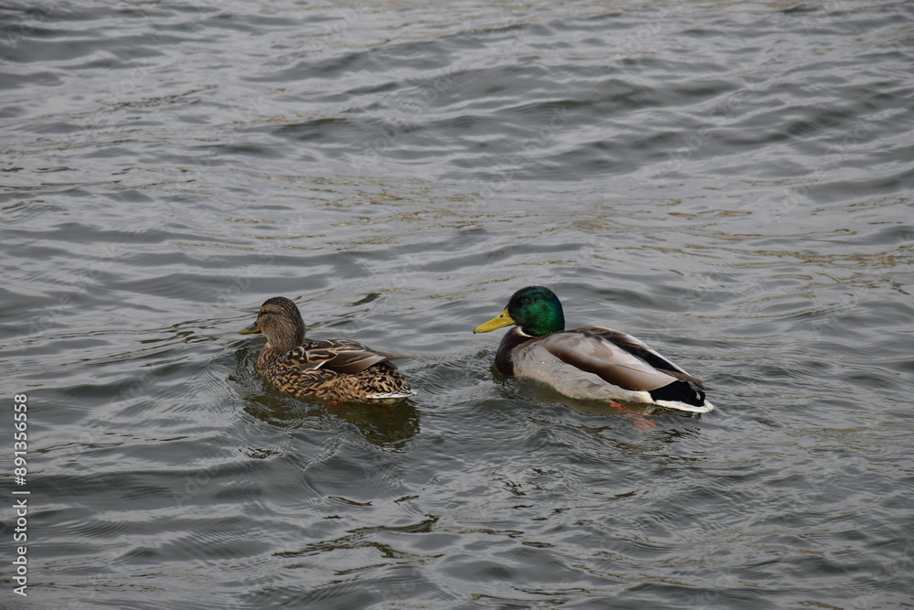 Wild duck male and female couple swimming in the river Wild duck male and female couple swimming in the river