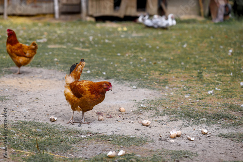 Chicken in the countryside, farm photo