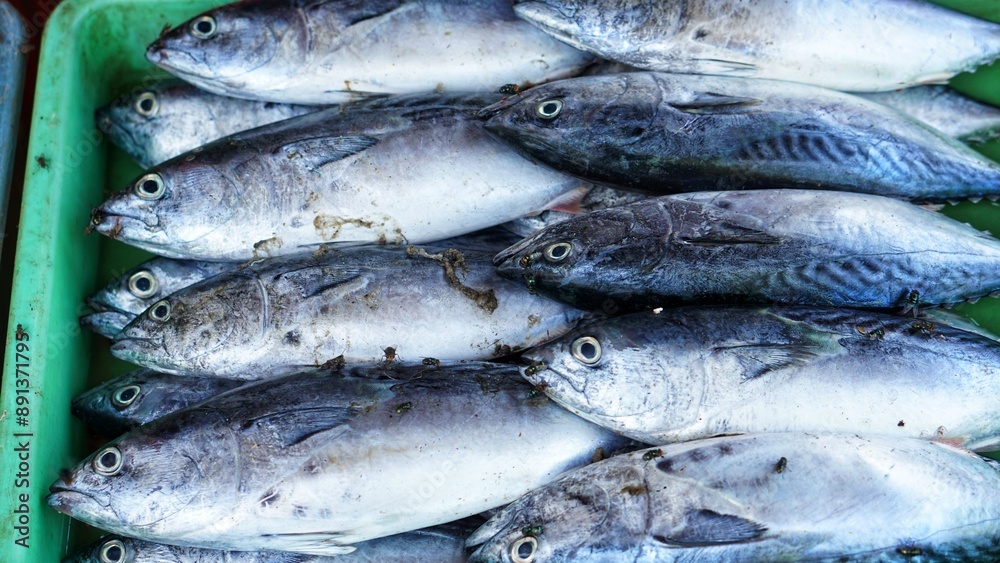 fresh fish on market stall. Fresh tuna, skipjack tuna, makerel, on a ...