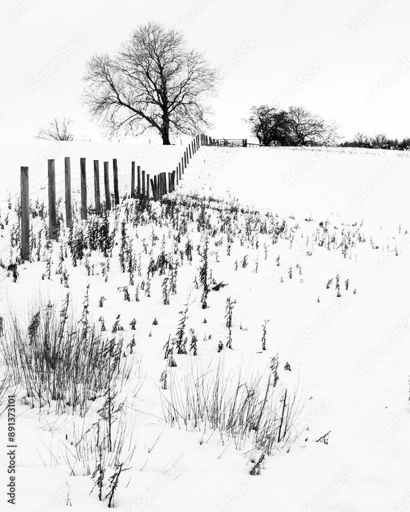 Snowscape