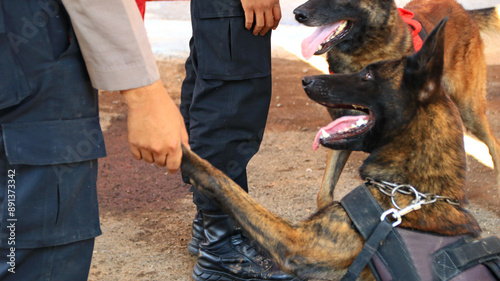 Bild auf Leinwand K9 dog police on duty