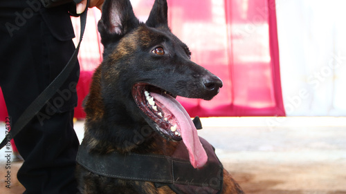 K9 dog police on duty