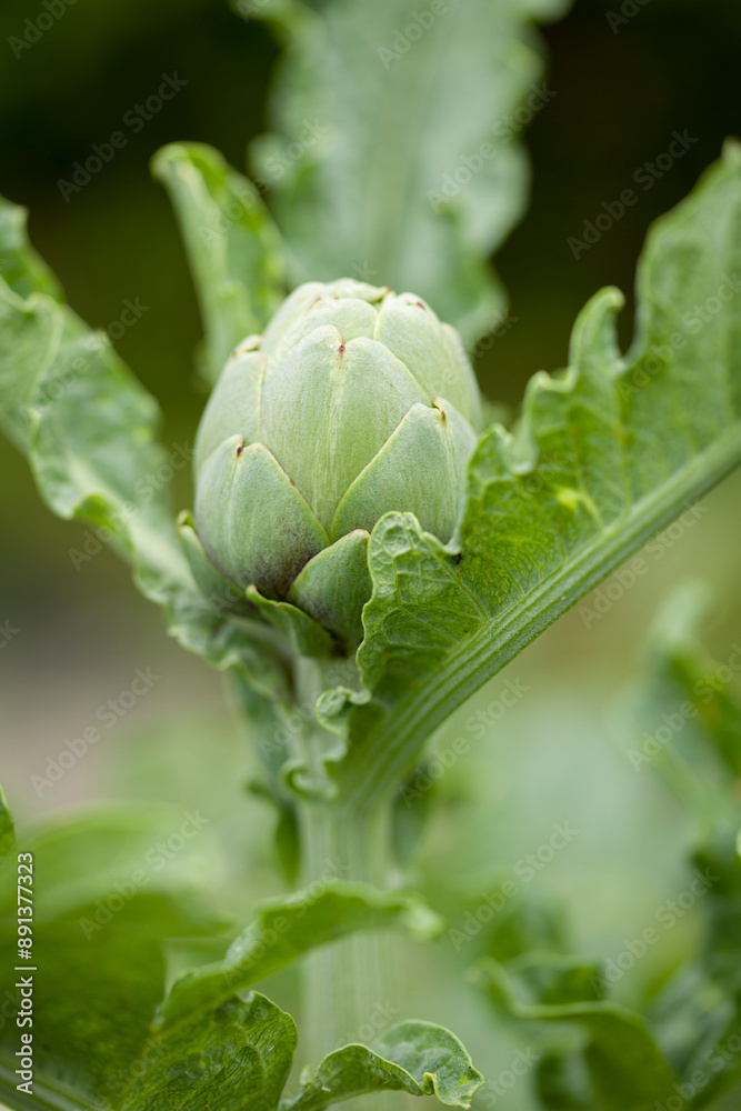 Artichoke planted in the garden and growing Artichoke planted in the garden and growing