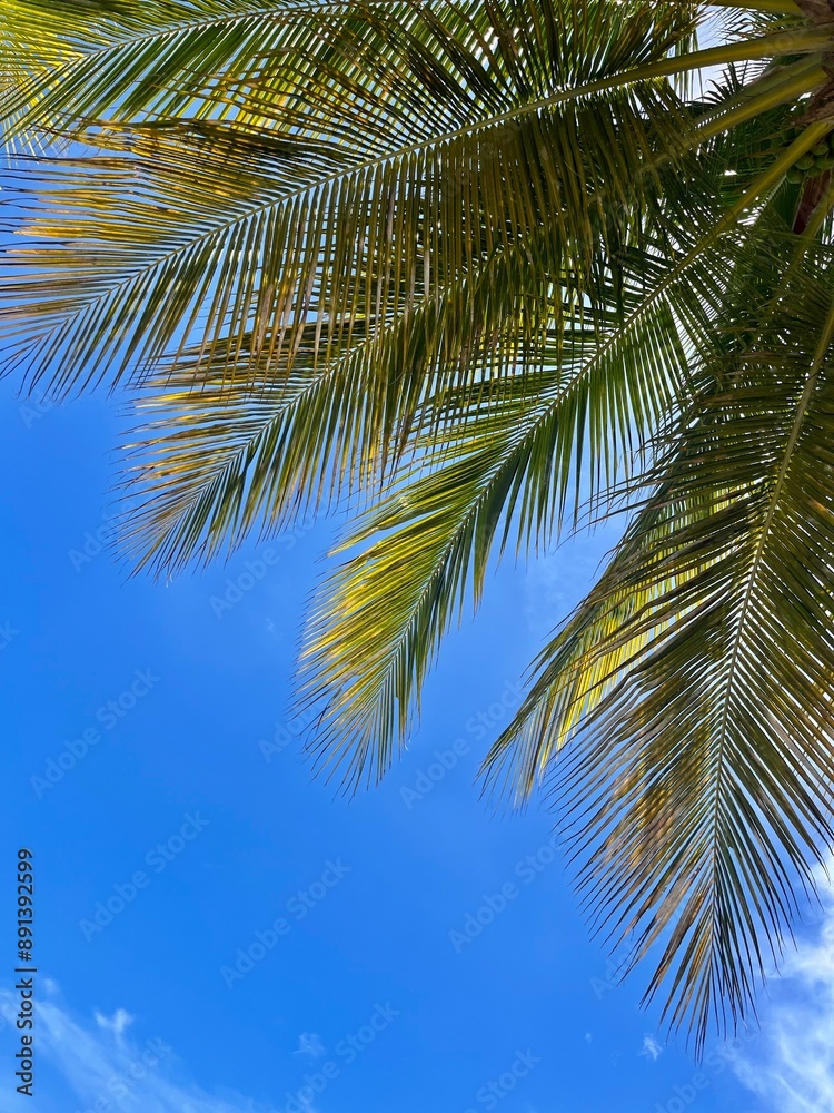 Palm tree leaves Palm tree leaves
