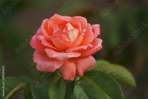 red rose bud