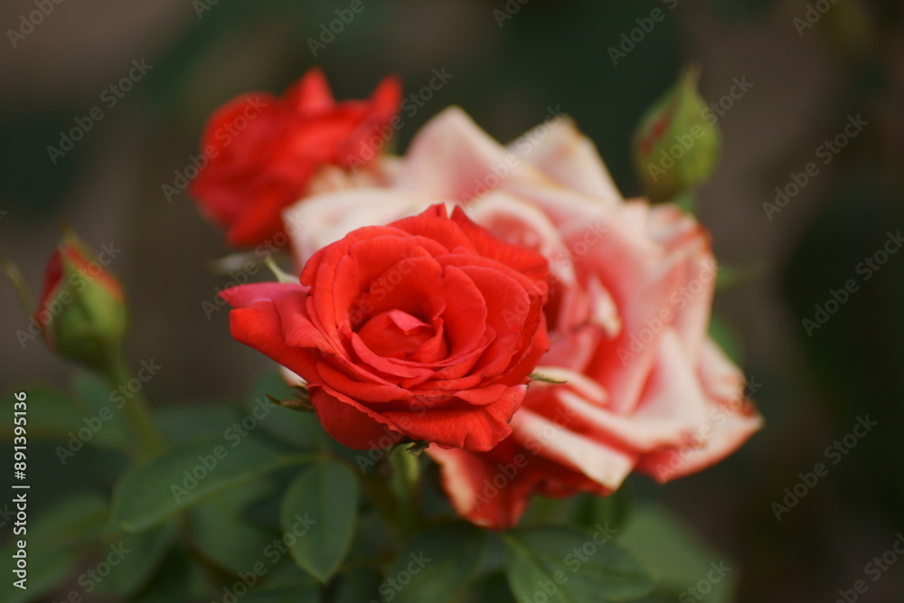 red rose on the street red rose on the street