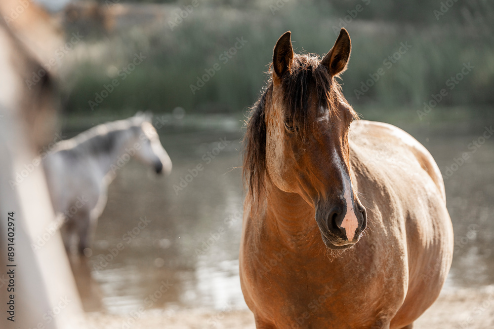 Fototapeta premium two horses in a field