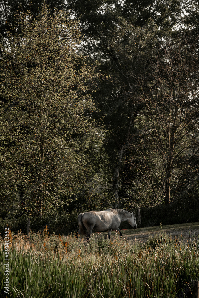 grey horse walking in paddock paradise landscape equine grey horse walking in paddock paradise landscape equine