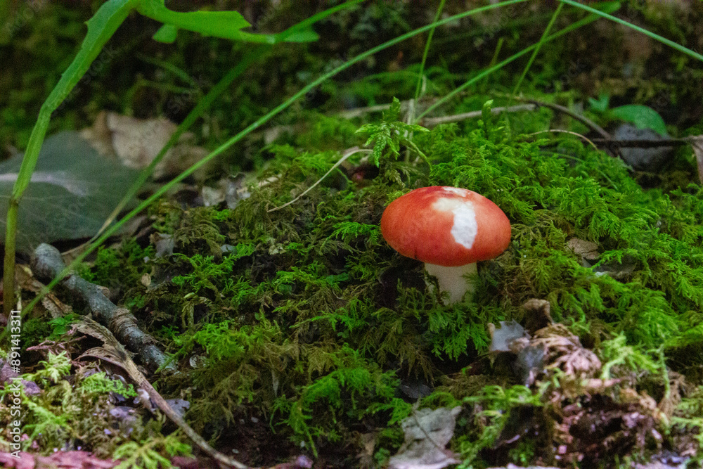 Single mushroom in the mossy forest Single mushroom in the mossy forest