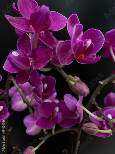 purple orchid on black background