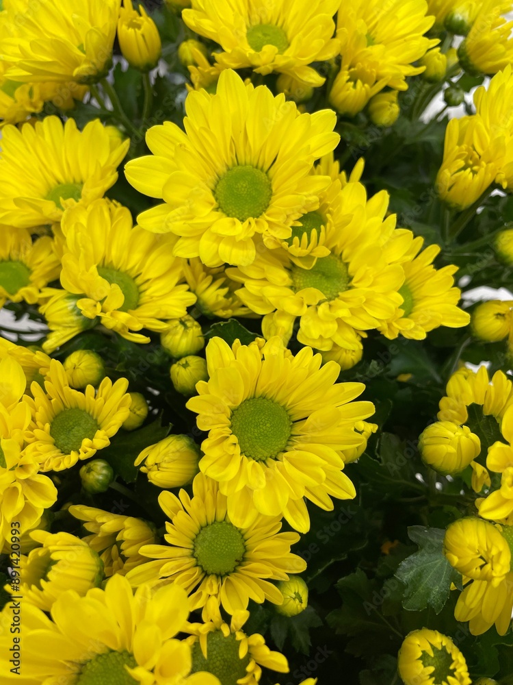 yellow chrysanthemum flowers yellow chrysanthemum flowers