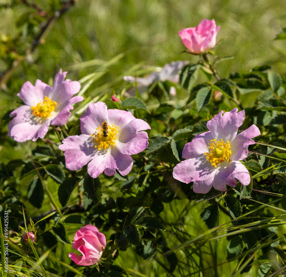 The image showcases a Rosa canina, commonly known as the dog rose bush in full bloom, with several pink flowers and prickly stems. It exudes a sense of natural beauty and wildness. The image showcases a Rosa canina, commonly known as the dog rose bush in full bloom, with several pink flowers and prickly stems. It exudes a sense of natural beauty and wildness.