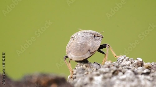 The ladybug dances and plays with its feet