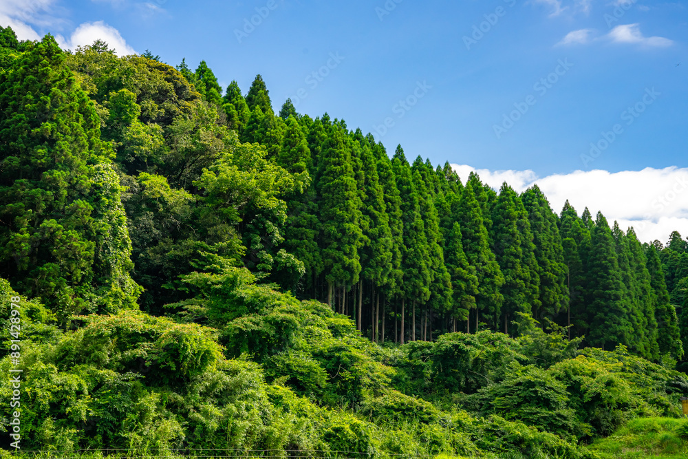 夏の里山 夏の里山