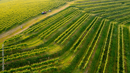 Aerial shot of an event in the vineyards during grape harvesting on a tractor