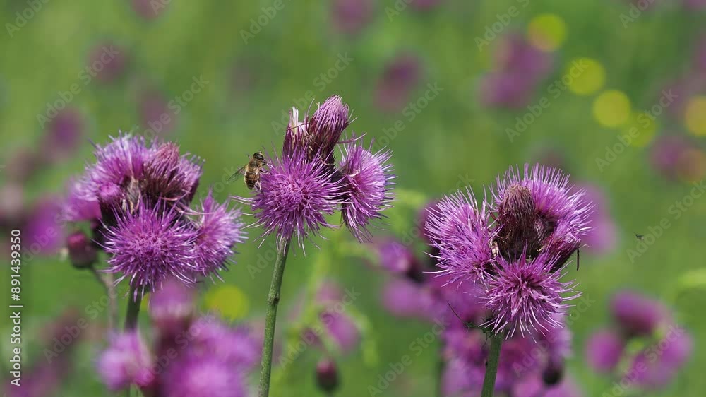 Purple flowers of plume thistle plant and wild bee on a meadow in summer Purple flowers of plume thistle plant and wild bee on a meadow in summer