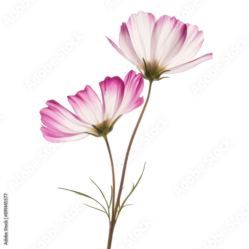 A single violet foliage flower isolated on transparent background, png.