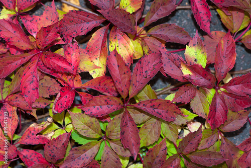 Parthenocissus. wild or girlish grapes. Red leaves of creeping wild maiden grapes in autumn. Natural background, colorful purple yellow leaf quinquefolia close up. Texture bright foliage