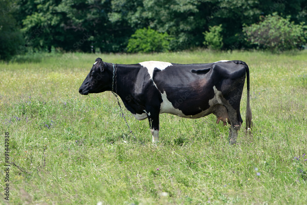Dairy cow in the pasture. black young cow, stands on green grass. spring day. milk farm. home animal. cattle. the cow is grazing in the meadow. close-up. black and white animal in green grass Dairy cow in the pasture. black young cow, stands on green grass. spring day. milk farm. home animal. cattle. the cow is grazing in the meadow. close-up. black and white animal in green grass