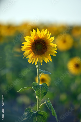 sunflower. Yellow sunflowers, good harvest, bright sunny flower. farming, vegetable garden, field, growing seeds for oil. health benefits, Sunflower oil improves skin health, promote cell regeneration photo