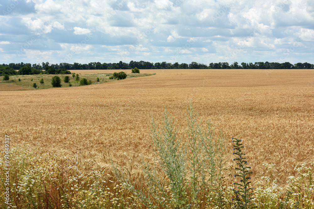 spikelets of golden wheat in the field. Ripe big golden ears of wheat on a yellow background of the field. nature. The idea of a rich summer harvest, agriculture, agro-industrial complex for food. spikelets of golden wheat in the field. Ripe big golden ears of wheat on a yellow background of the field. nature. The idea of a rich summer harvest, agriculture, agro-industrial complex for food.