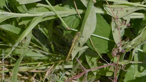 Female Common Darter Dragonfly Resting photo