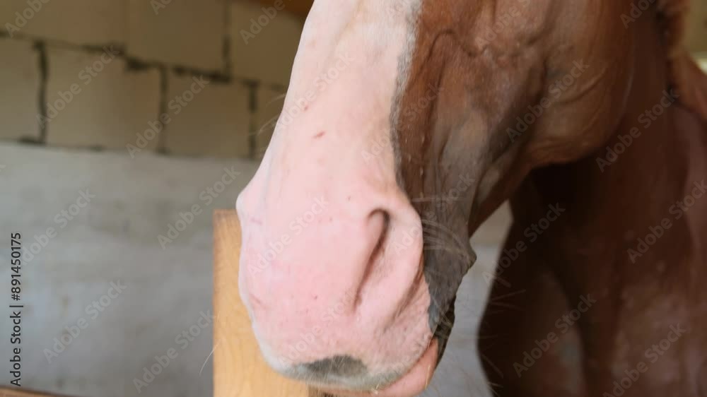 Close-up of thoroughbred Trakenen bay horse looking at camera. Caring owner removes flies landing on his eyes. Close-up of thoroughbred Trakenen bay horse looking at camera. Caring owner removes flies landing on his eyes.
